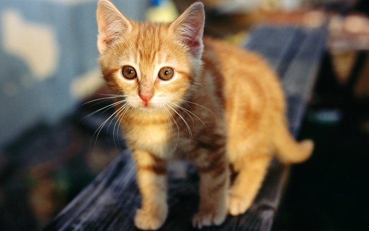 壁纸 动物 猫 猫咪 小猫 桌面 740_463