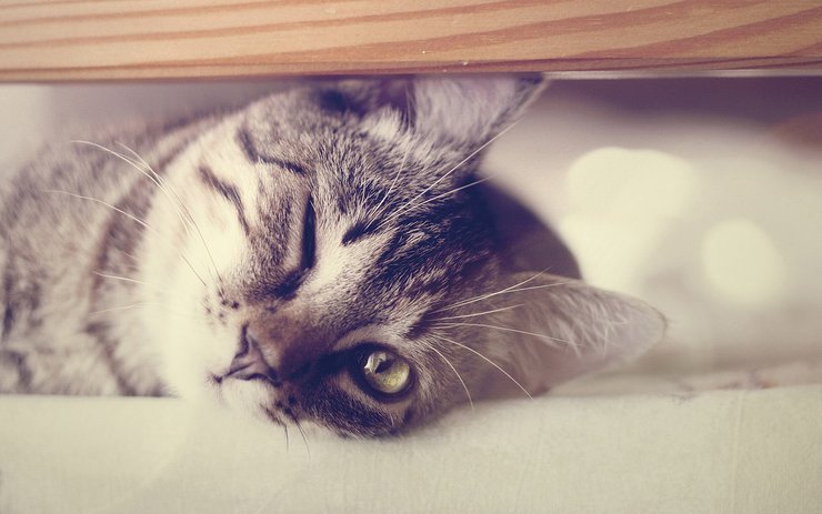 安卓手机萌宠 动物 可爱 萌物 宠物 喵星人 猫 治愈系 儿童桌面专用高清壁纸