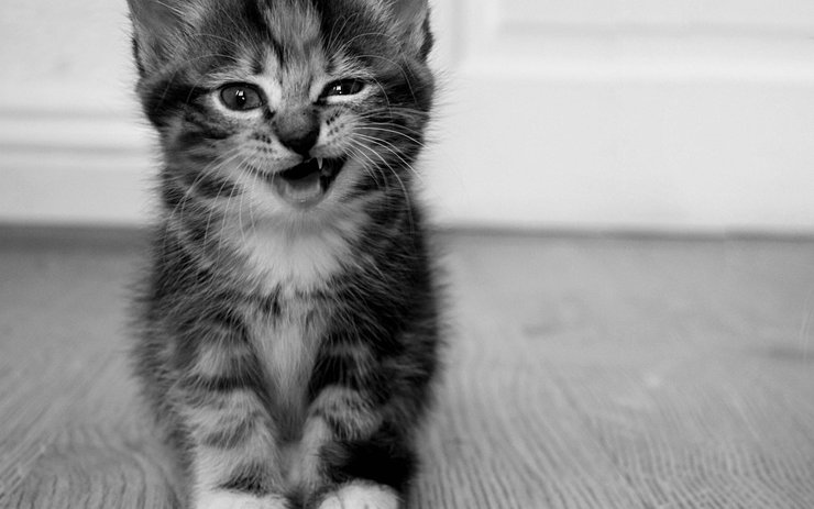 安卓手机萌宠 动物 可爱 萌物 宠物 喵星人 猫 搞笑图 卖萌图 儿童桌面专用高清壁纸