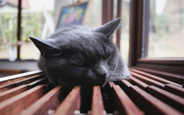 安卓手机萌宠 动物 可爱 萌物 宠物 喵星人 猫 睡觉中 儿童桌面专用高清壁纸