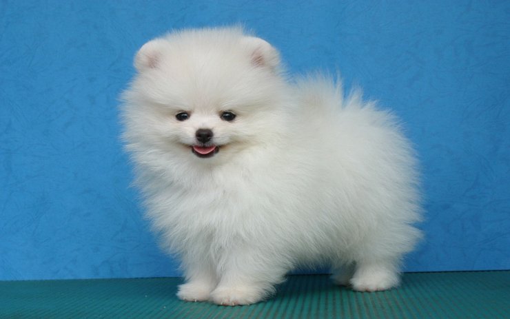 安卓手机动物 狗狗 博美犬 卖萌图高清壁纸