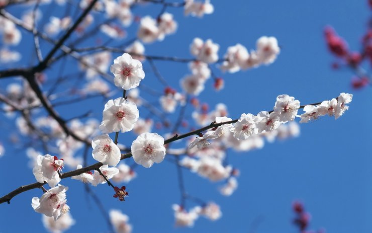 安卓手机小清新 清新淡雅 花卉高清壁纸