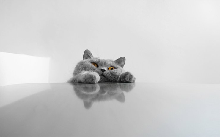 安卓手机萌宠 动物 可爱 萌物 宠物 喵星人 猫 可怜巴巴 卖萌图 儿童桌面专用高清壁纸