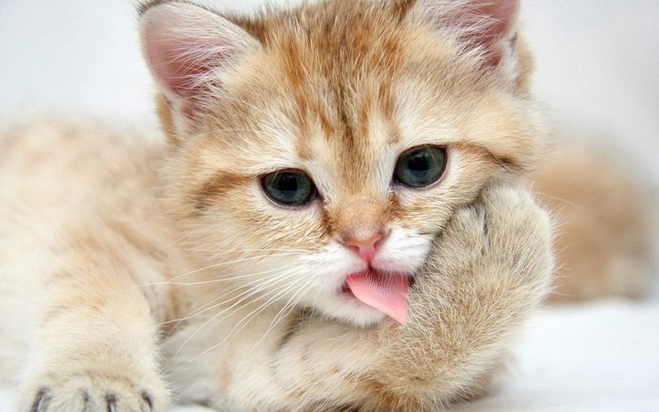 安卓手机萌宠 动物 可爱 萌物 宠物 喵星人 猫 儿童桌面专用高清壁纸