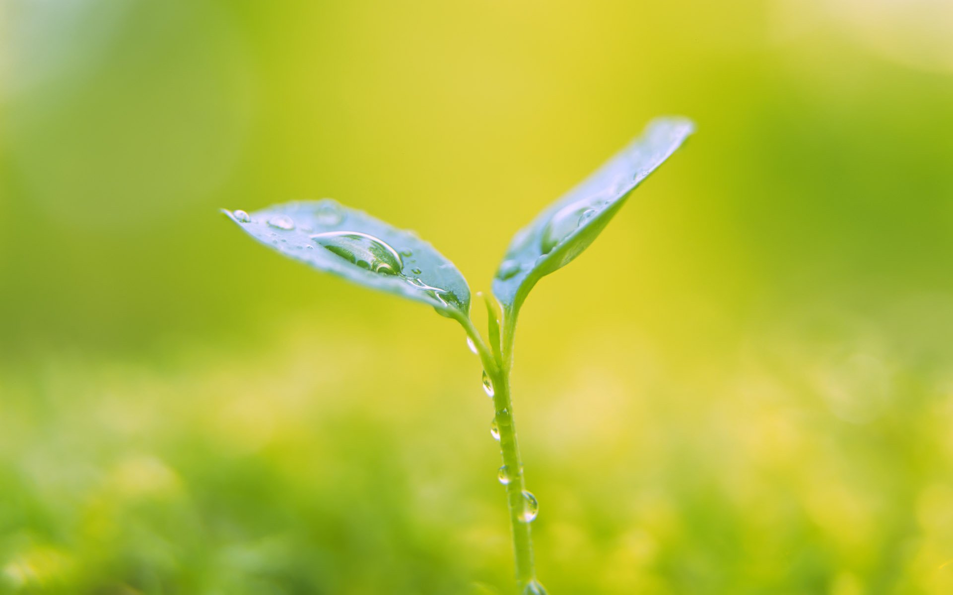 小清新植物绿色护眼壁纸绿色心情