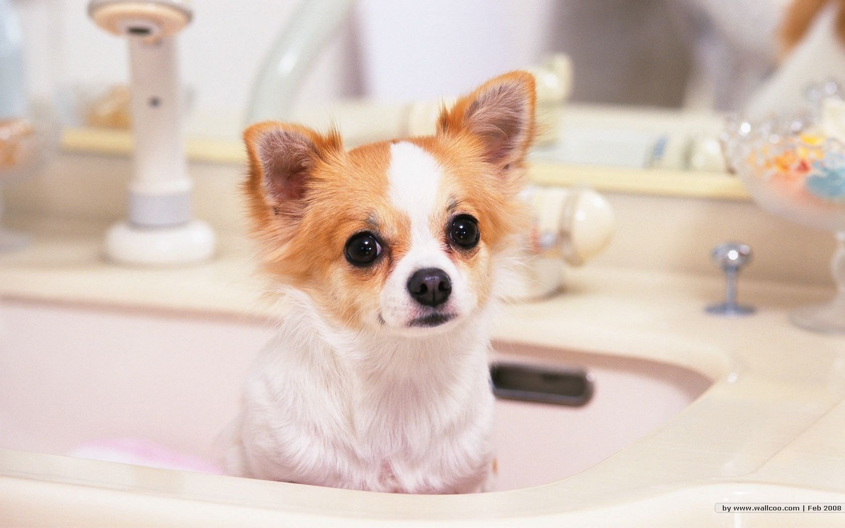 萌宠汪星人狗卖萌可爱宠物古灵精怪憨态百出