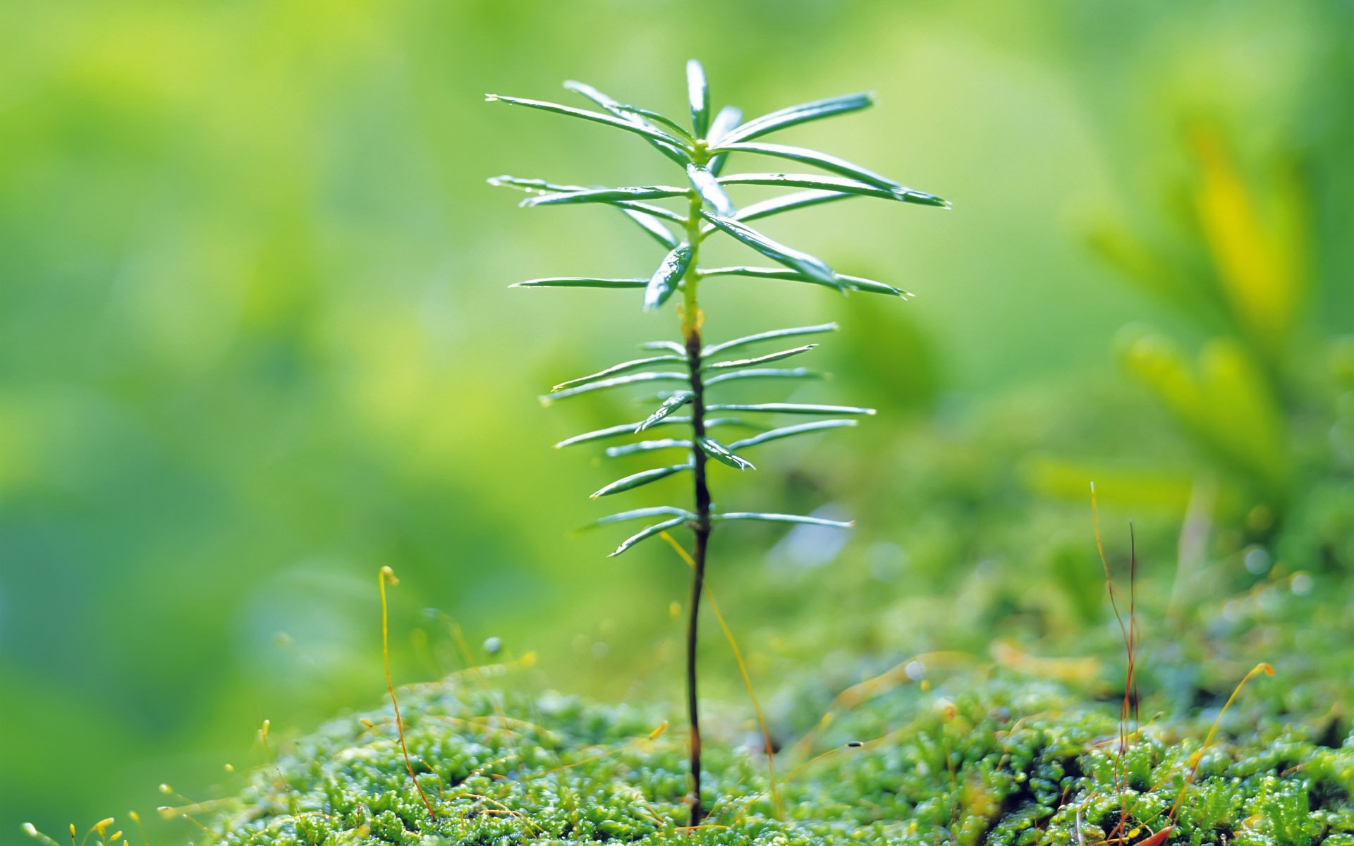 小清新,植物,绿色,护眼壁纸,绿色心情,八月一日,儿童桌面专用