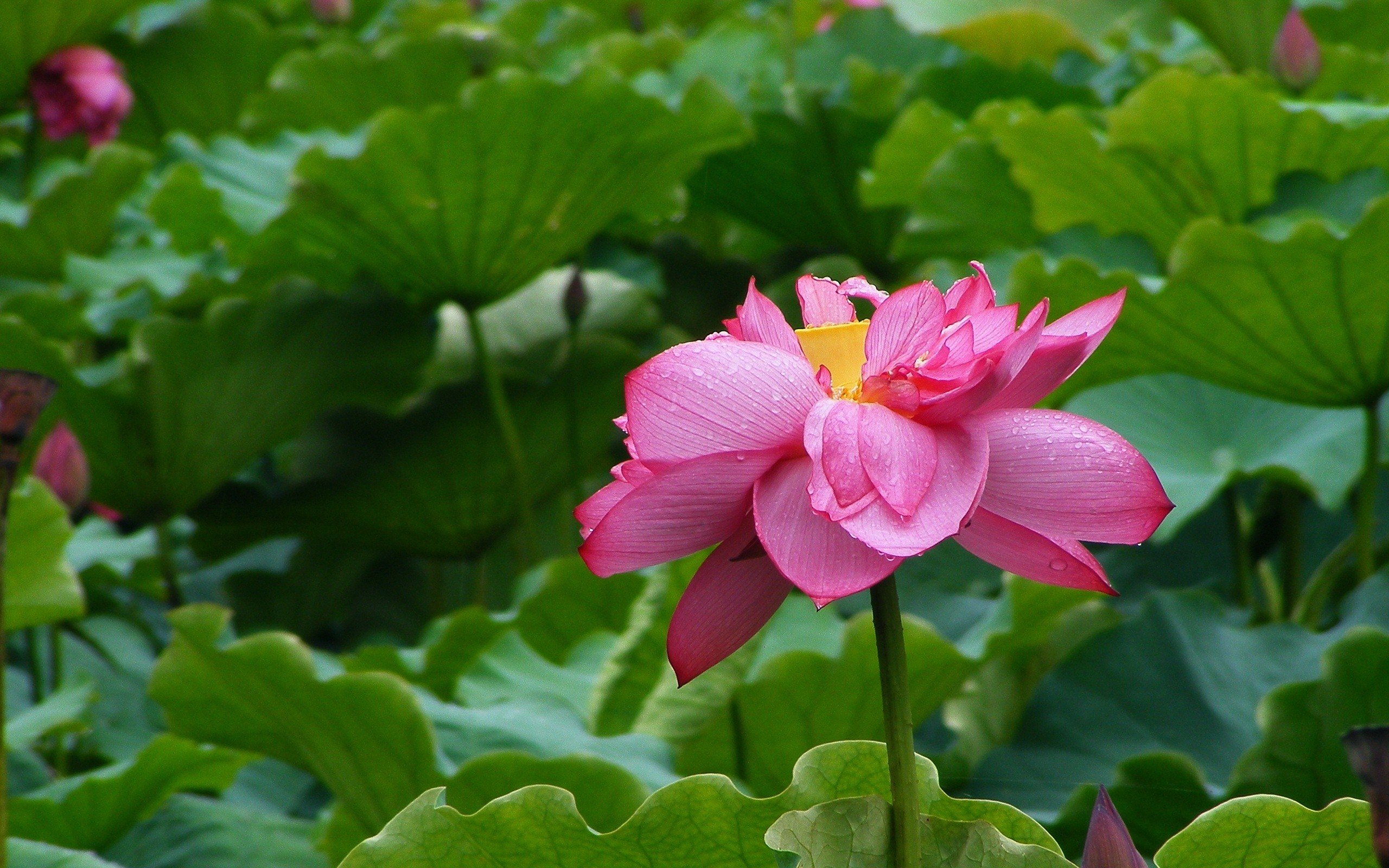 小清新,清新淡雅,荷花,2月14日,儿童桌面专用