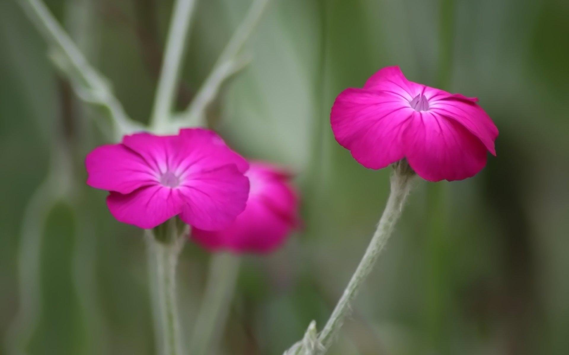 小清新,清新淡雅,花卉,3月7日,儿童桌面专用