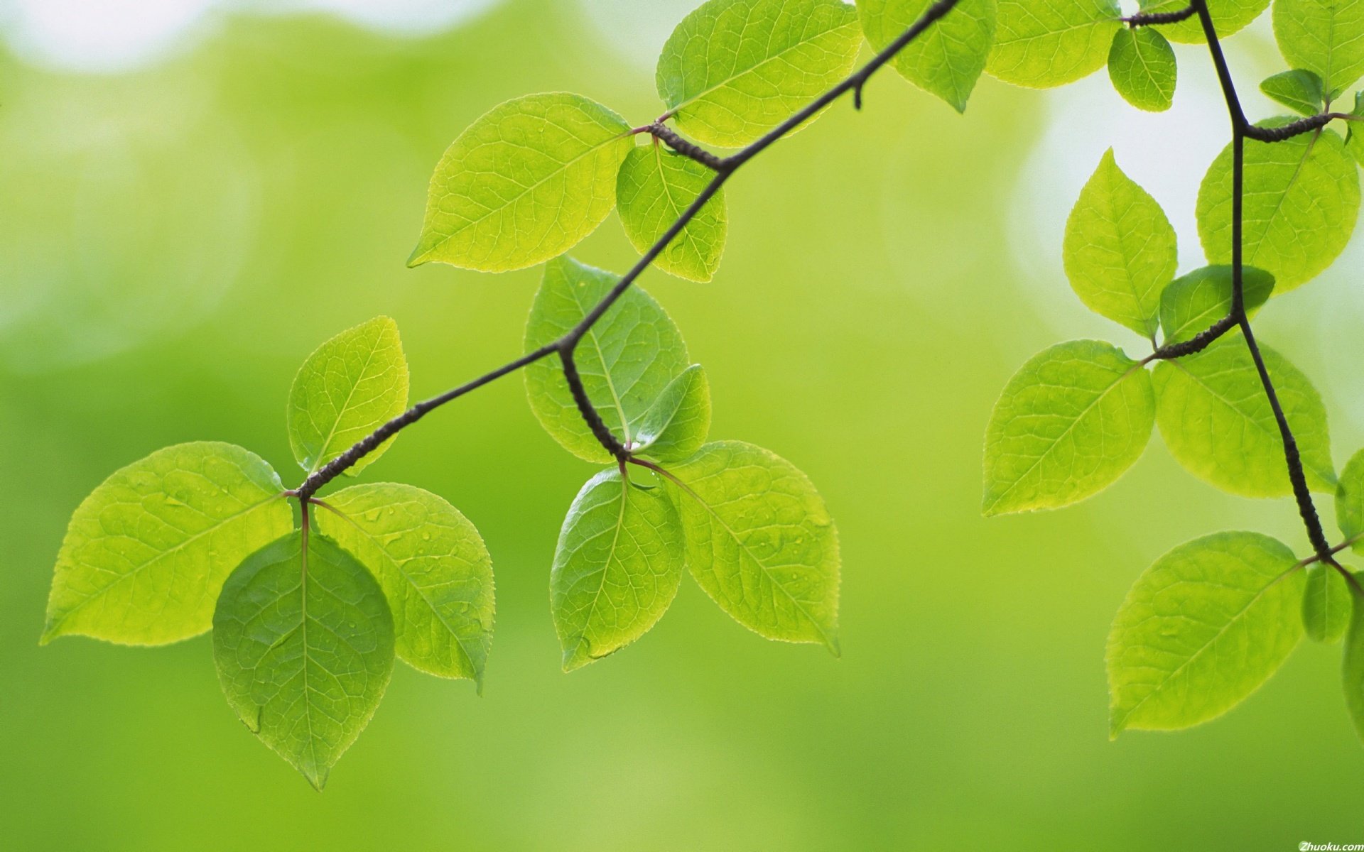 小清新,护眼壁纸,绿叶,植物,儿童桌面专用