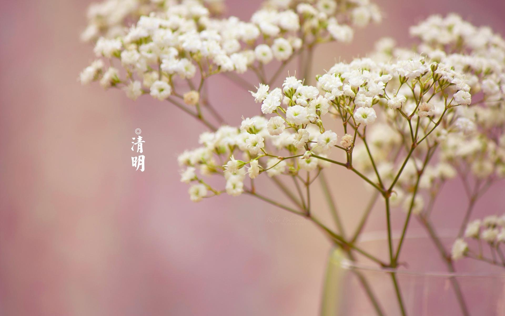 清明节,插花,节日美图