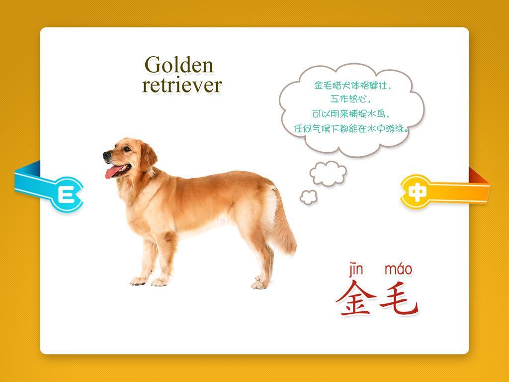 宝宝识名犬