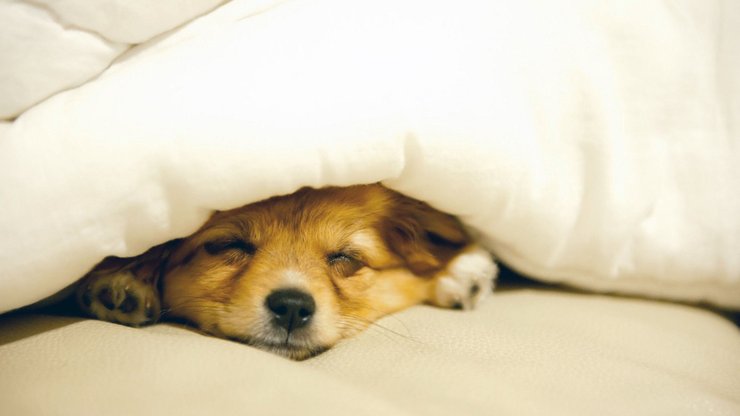 android安卓萌宠 汪星人 狗 卖萌 宠物 可爱 古灵精怪 睡觉中高清手机