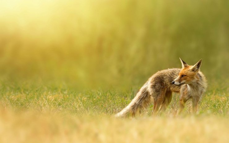 安卓萌寵 野生動物 狐狸手機壁紙