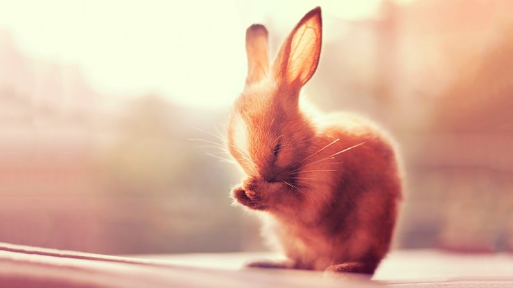 安卓萌宠 小松鼠 呆萌 可爱手机壁纸