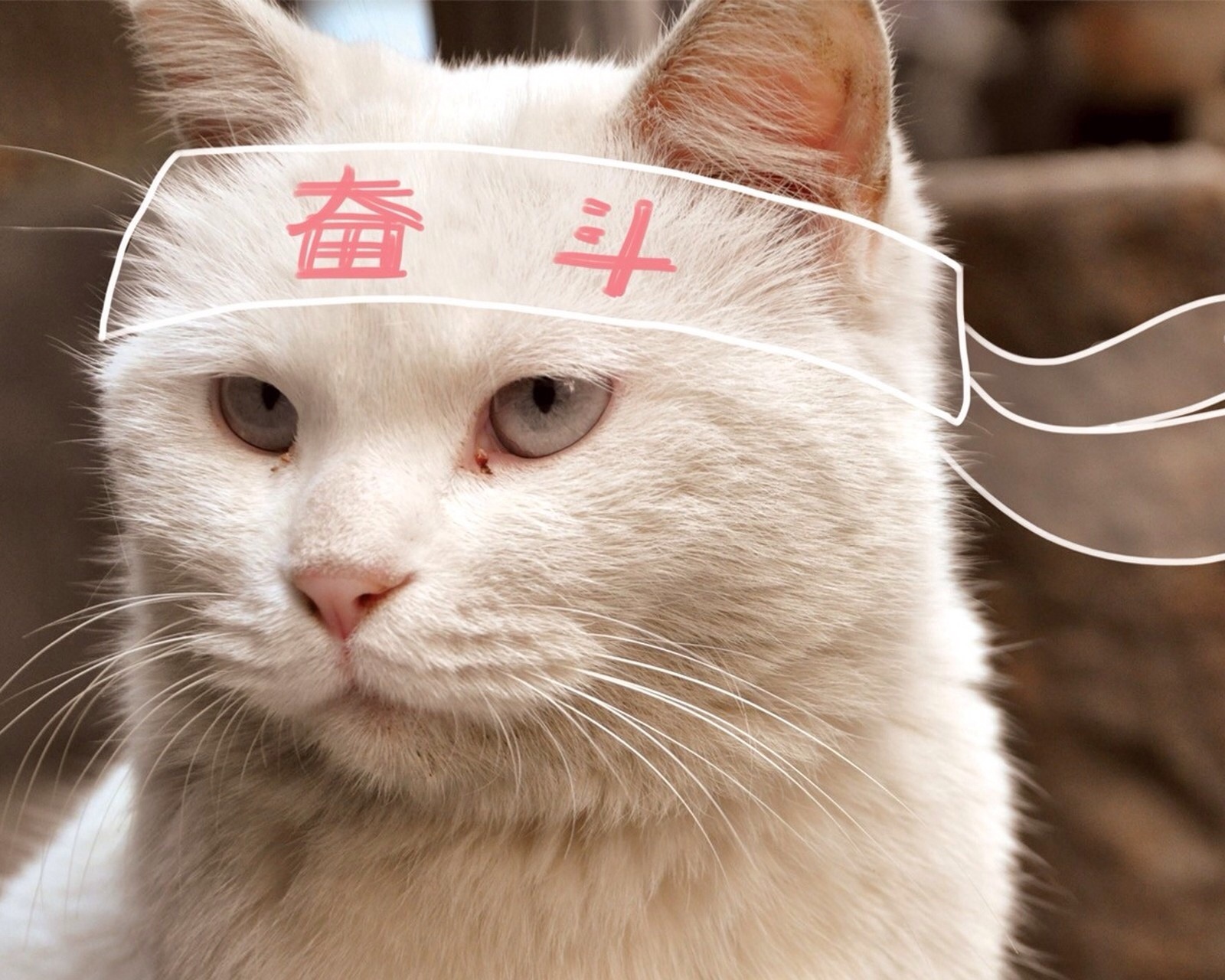 最萌的表情包表情bobi乖巧猫仰望红心表情我是最萌的九蛙图片表情2