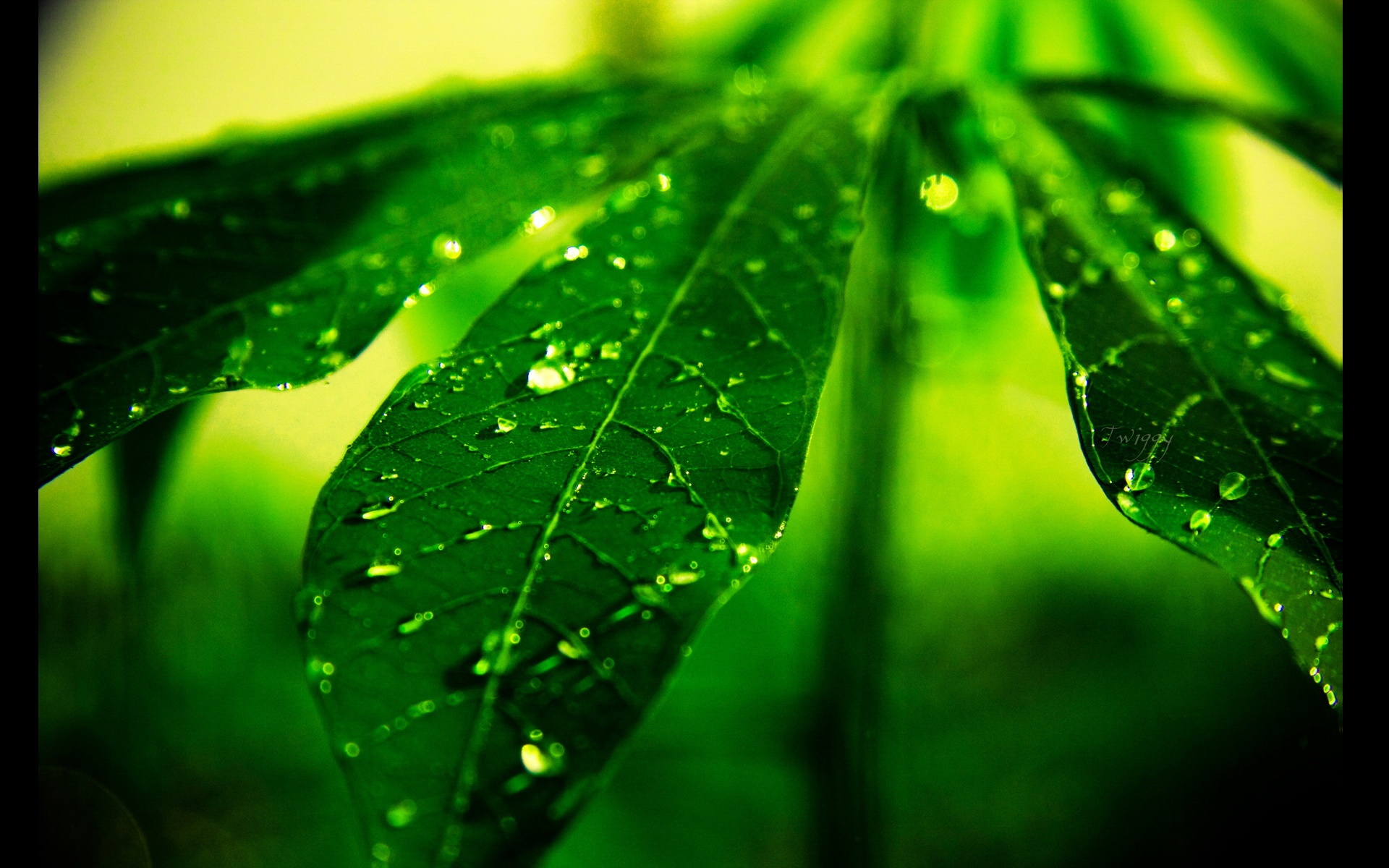 安卓(android)小清新 护眼壁纸 绿色高清手机壁纸免费下载,安心市场